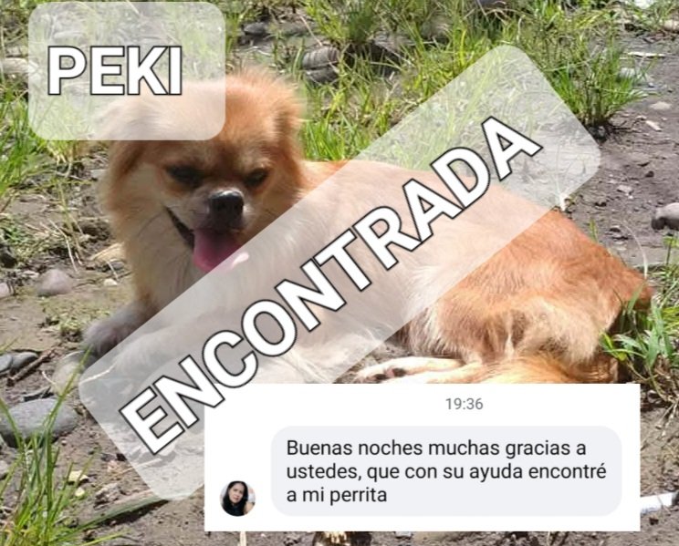 AlertaMePerdi's tweet photo. Nos complace informar que #PEKI, ya se encuentra con su familia, gracias a tod@s por compartir la información. https://t.co/UjvjKWO5G0