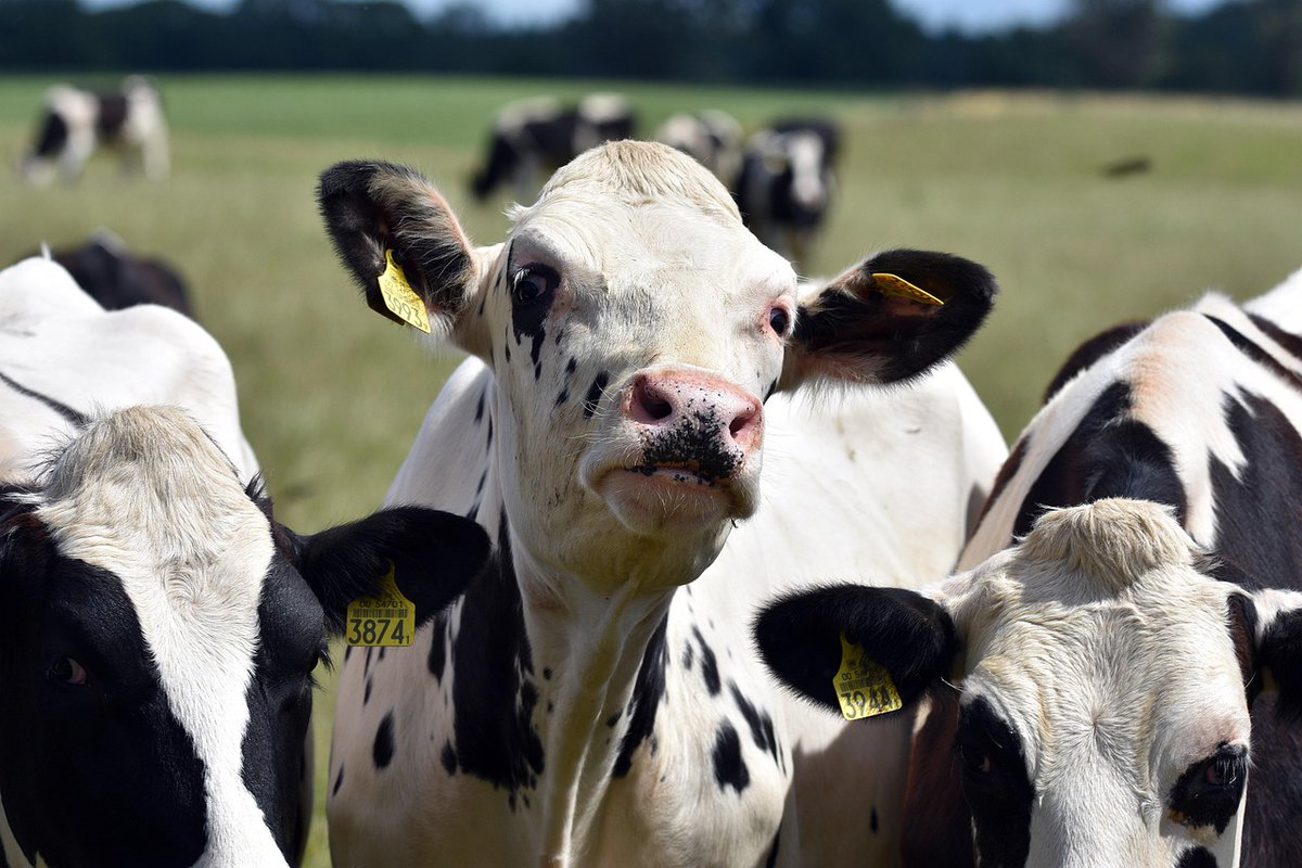 Diagnostics for Animals tweet media