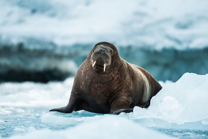 🌍 World Wildlife DayToday we’re celebrating the incredible diversity of life on our planet�....