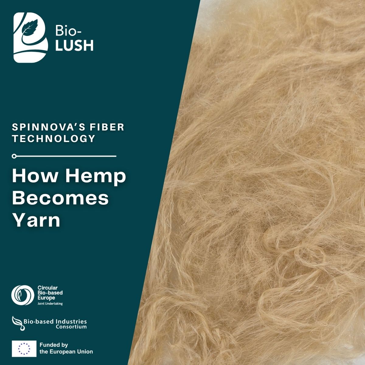 biolusheu's tweet photo. 🌱 Hemp shives → textile yarn.

In #BioLUSH, @SpinnovaPlc  shows how lignin-containing pulp from hemp can be spun into fibres without harsh chemicals — using less water and lower CO₂ than cotton.

🔗 https://t.co/ETCcG7zdGU https://t.co/da4n927G7J
