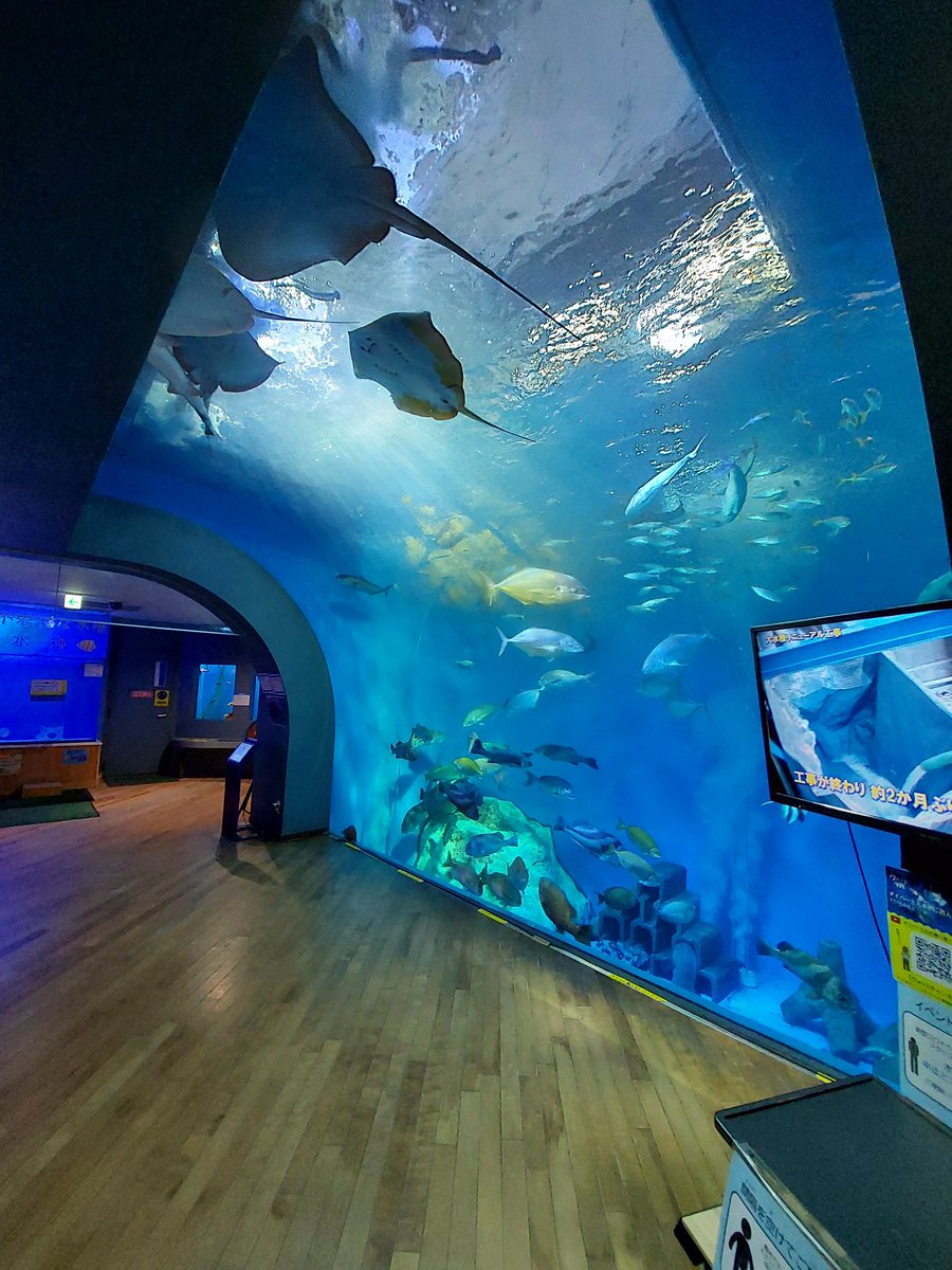 Unamekujiphoto's tweet photo. ココ好き水族館オーバーハング水槽〜 https://t.co/XsLL0647Ex