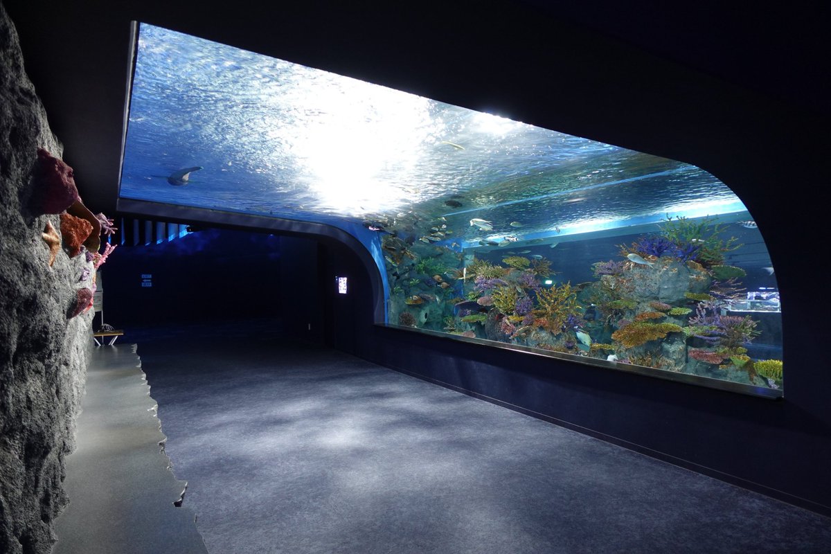 Unamekujiphoto's tweet photo. ココ好き水族館オーバーハング水槽〜 https://t.co/XsLL0647Ex
