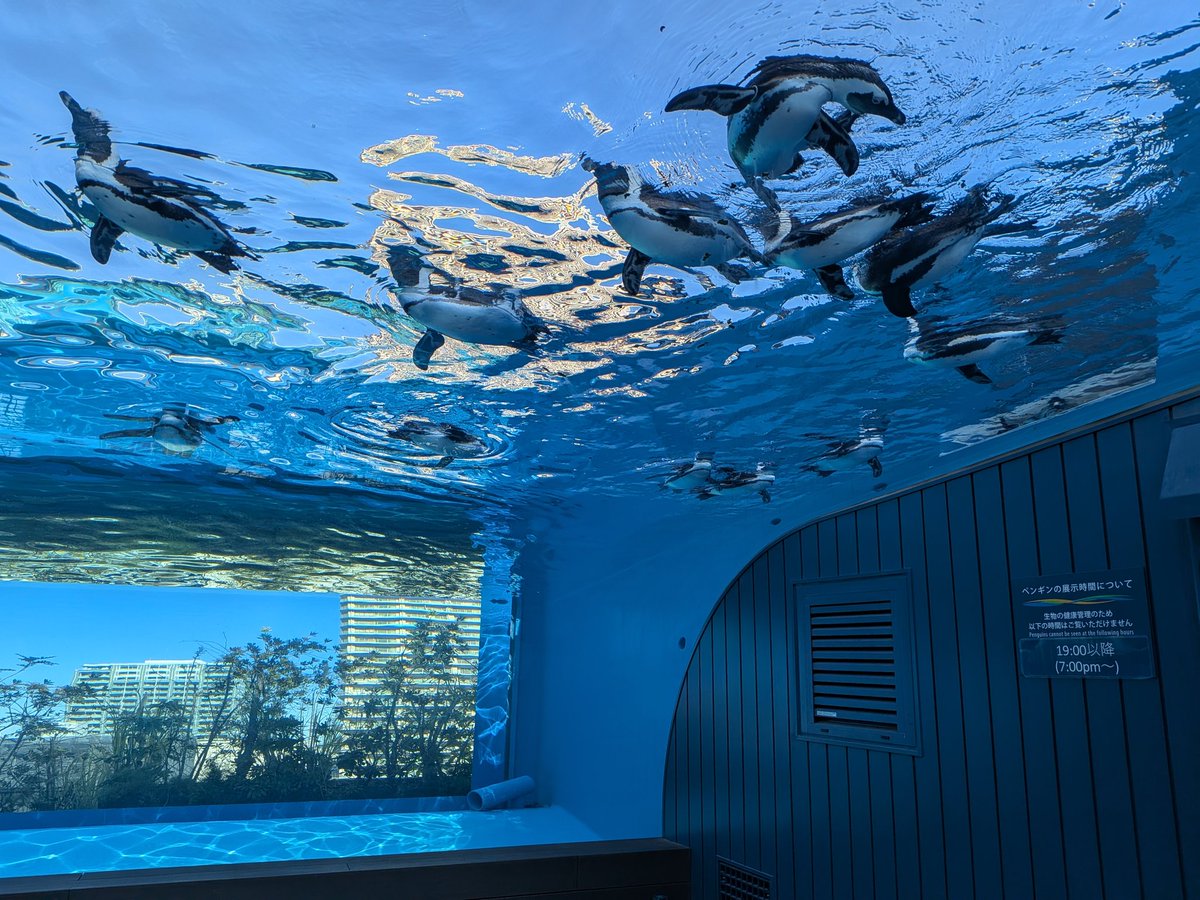 Unamekujiphoto's tweet photo. ココ好き水族館オーバーハング水槽〜 https://t.co/XsLL0647Ex