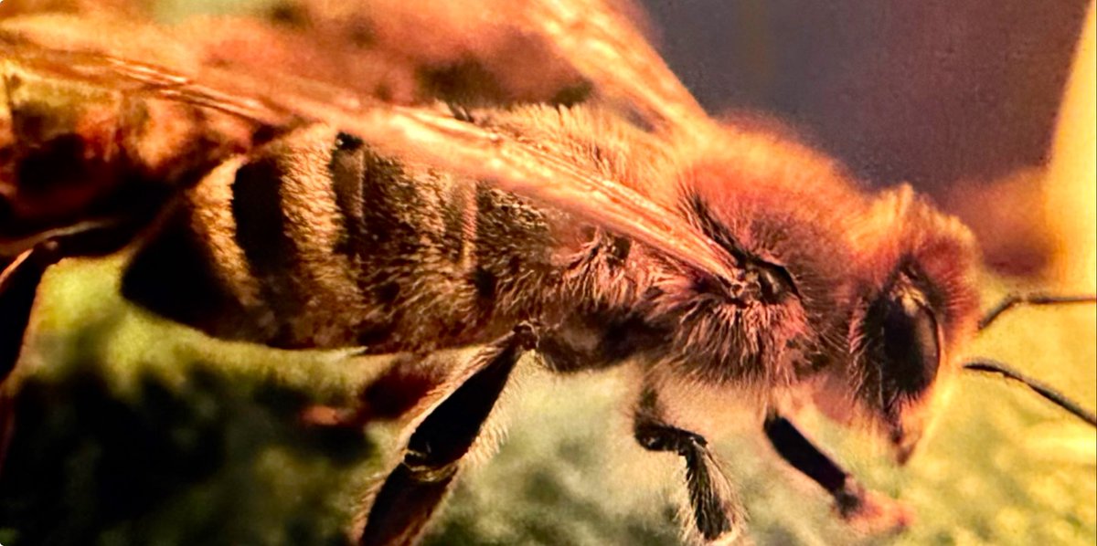 Timo Tjahjanto tweet media