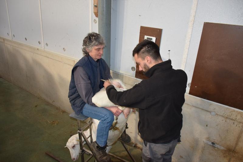 La Chèvre tweet media