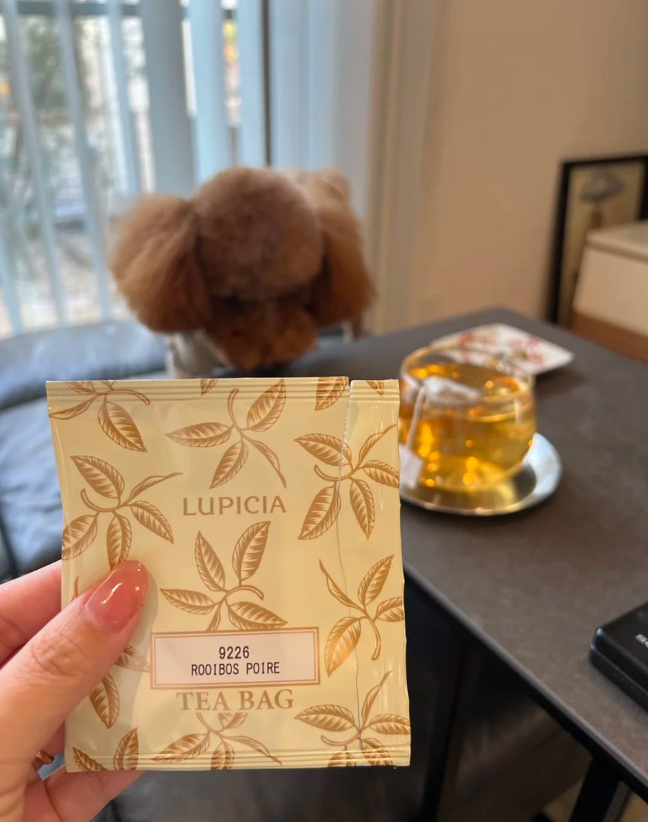 DanielSLT_11's tweet photo. Window light, rooibos glow, and puppy cuddles my ideal chill session. Cheers to Lupecia's 628 ✨☕️ #EverydayBliss https://t.co/8NuRsWvUOv