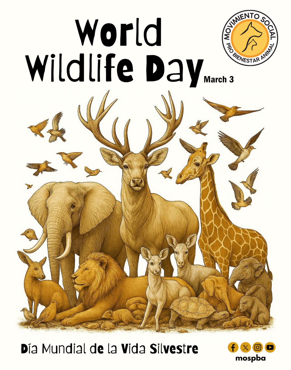 Movimiento Social Pro Bienestar Animal (MOSPBA) tweet media