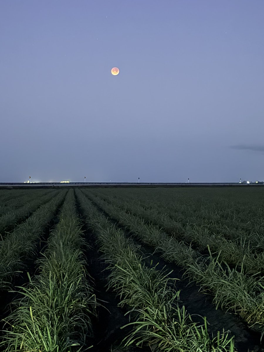 Florida Sugarcane Farmers tweet media