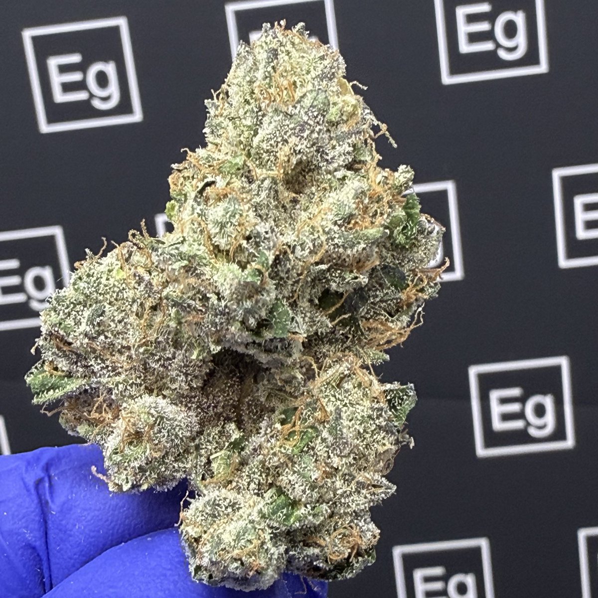 elevatedgreenmaine tweet media