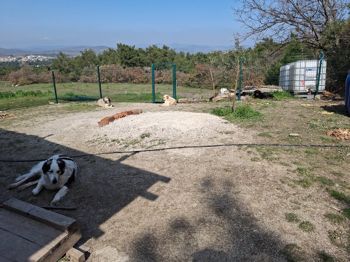 ulu mandu tweet media