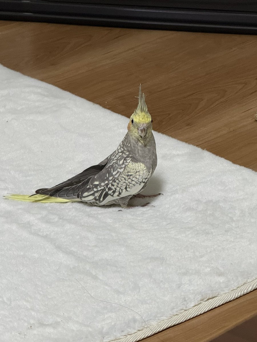 kunose9821's tweet photo. うちの新しいベビちゃんです。
モノです🦜 https://t.co/9O1VdkZvNa