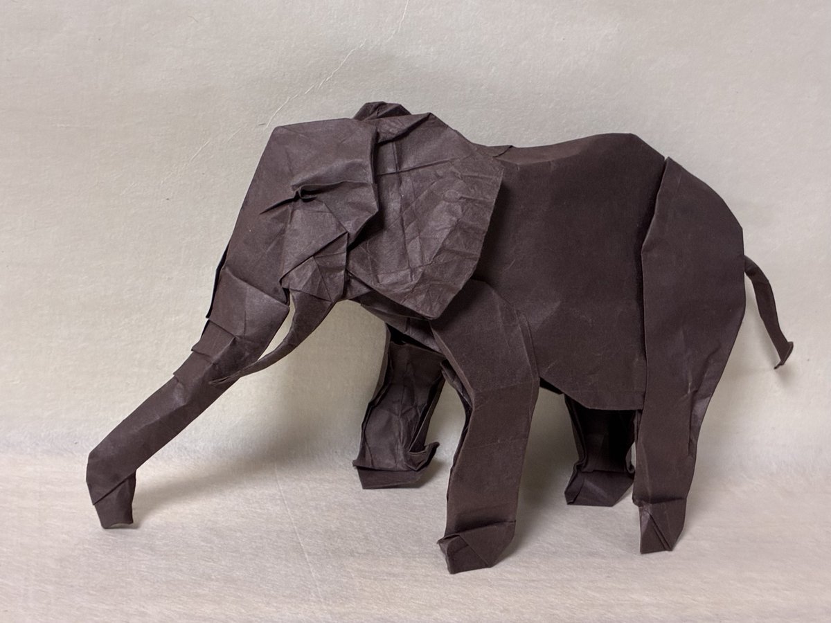 シュウキカトウ『アフリカゾウ』
ビオトープ64cm?