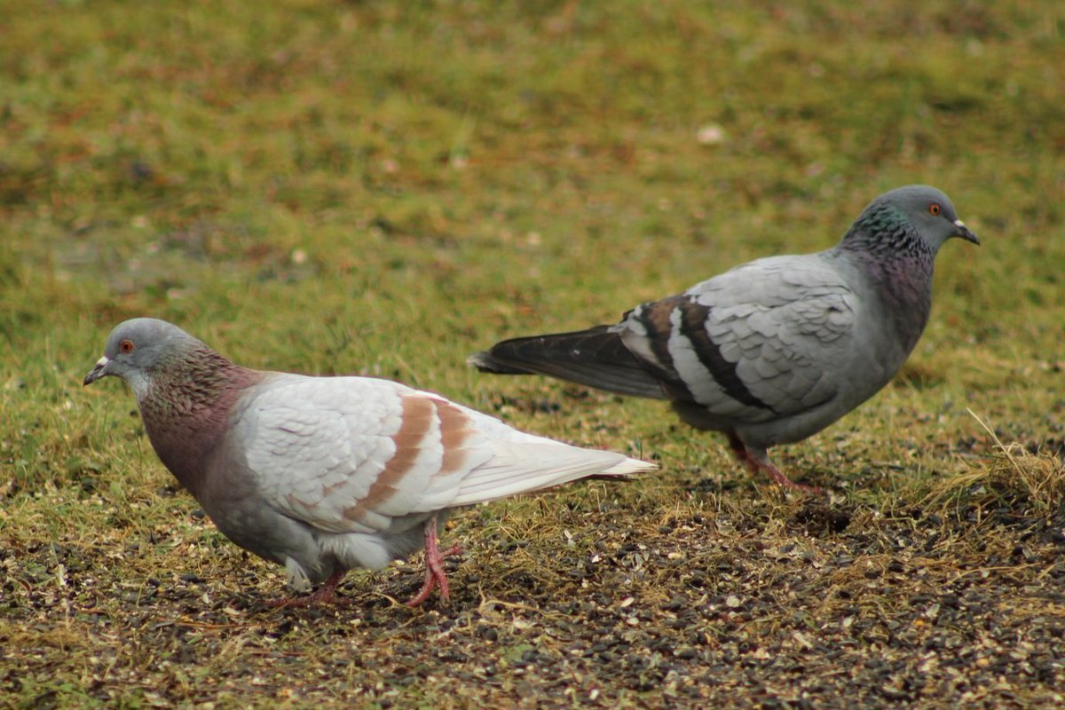 Inese Zepa tweet media