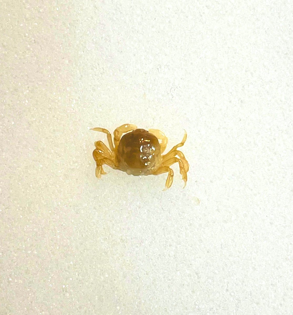 snsk0304's tweet photo. はまぐりの中に小さいカニ🦀がいた🤣
よーく見ると小さいハサミと目が見えてちょっと可愛い…💕 https://t.co/1VKxCphjll