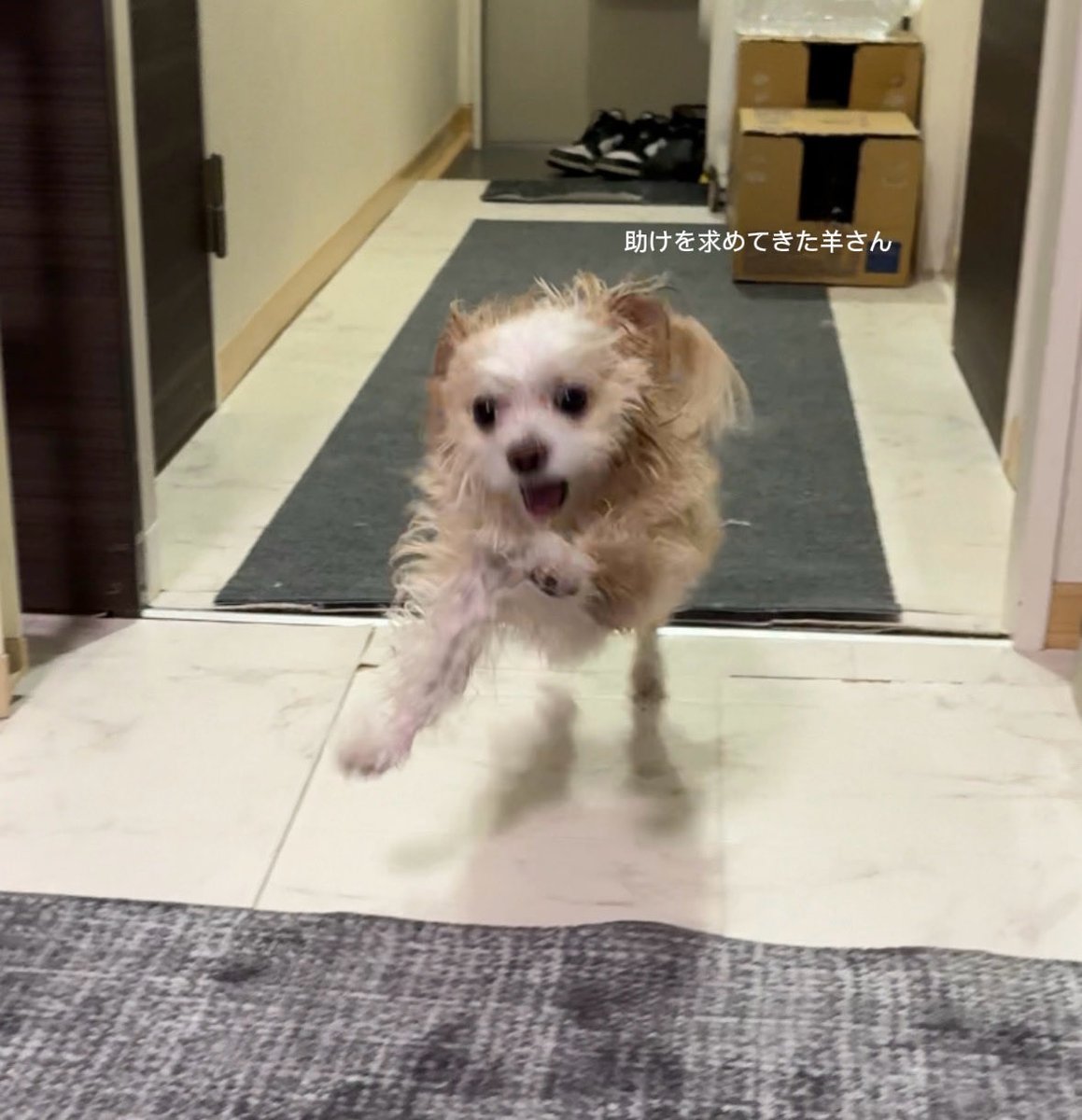 羊さんとトラさん tweet media