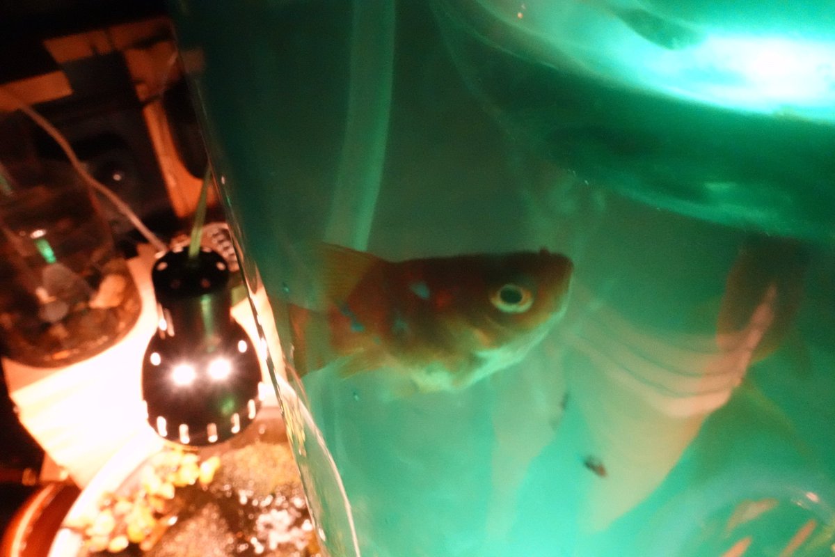 Unamekujiphoto's tweet photo. 3/3は金魚の日〜 https://t.co/tSu3evevbY