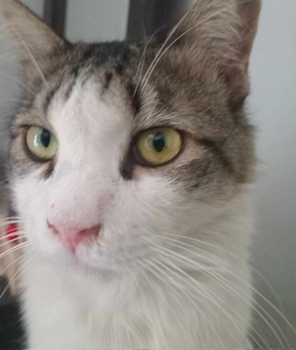 yassifiedkoala's tweet image. Me when I'm #dumb and #stupid