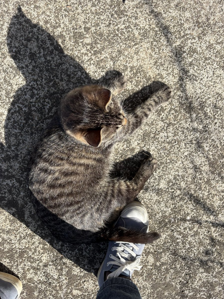 chemarunarae's tweet photo. 나한��� 아직도 애기같은 애들인데 입양문의는 1건도 없고 우리집 고양이는 예민한데다 아픈 녀석도 있고,,
치즈랑 까망이는 점점 날 좋아하고 괴롭네
밥만 주고 장난감만 좀 흔들어 줄 뿐인데…

내 신발 위 까망이 꼬리 ㅜ https://t.co/RA8H1yIsWr