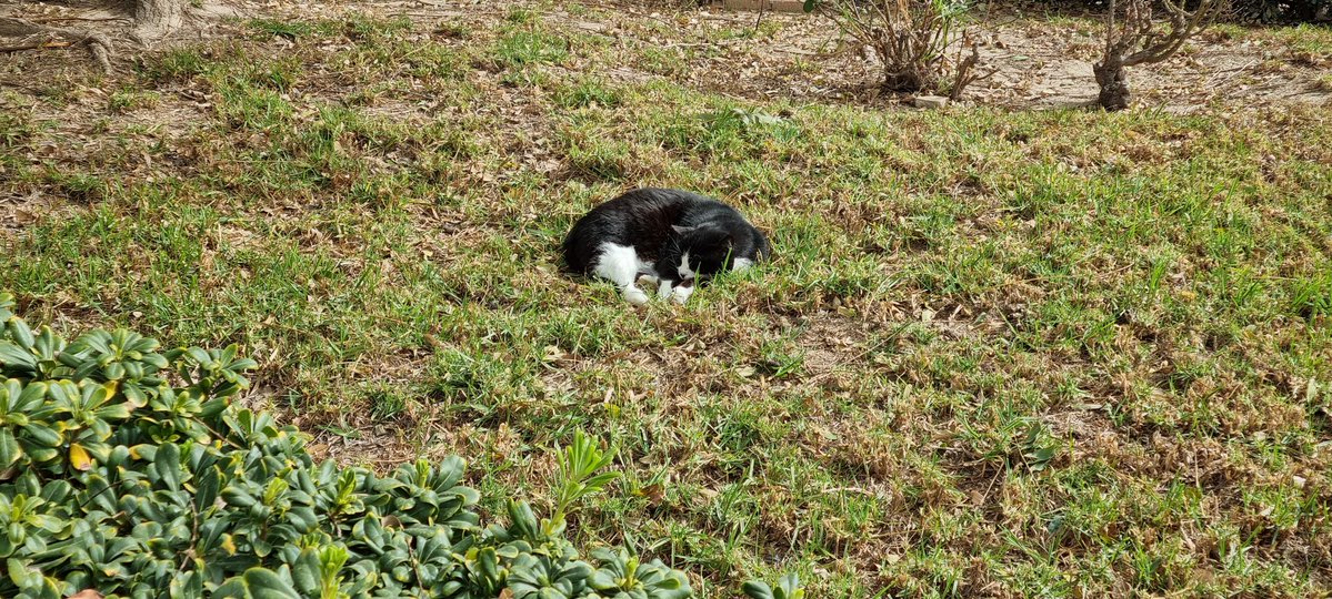 Un michi haciendo la mimisión en mitad del parque 😯