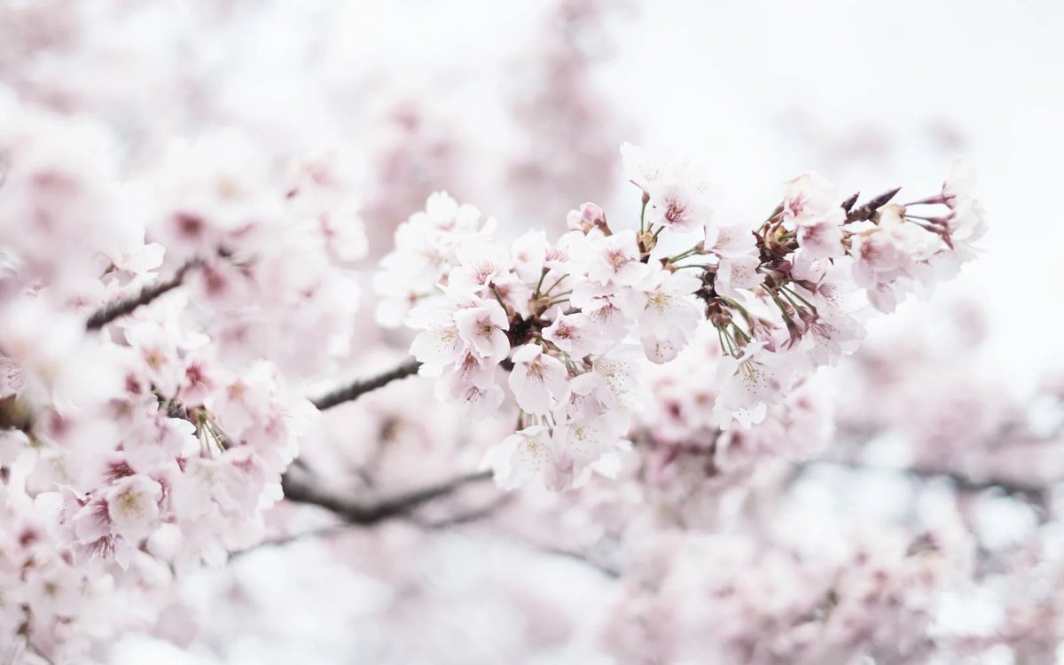 q_prrr's tweet photo. 🌸🍒 https://t.co/1IDojQHJXs