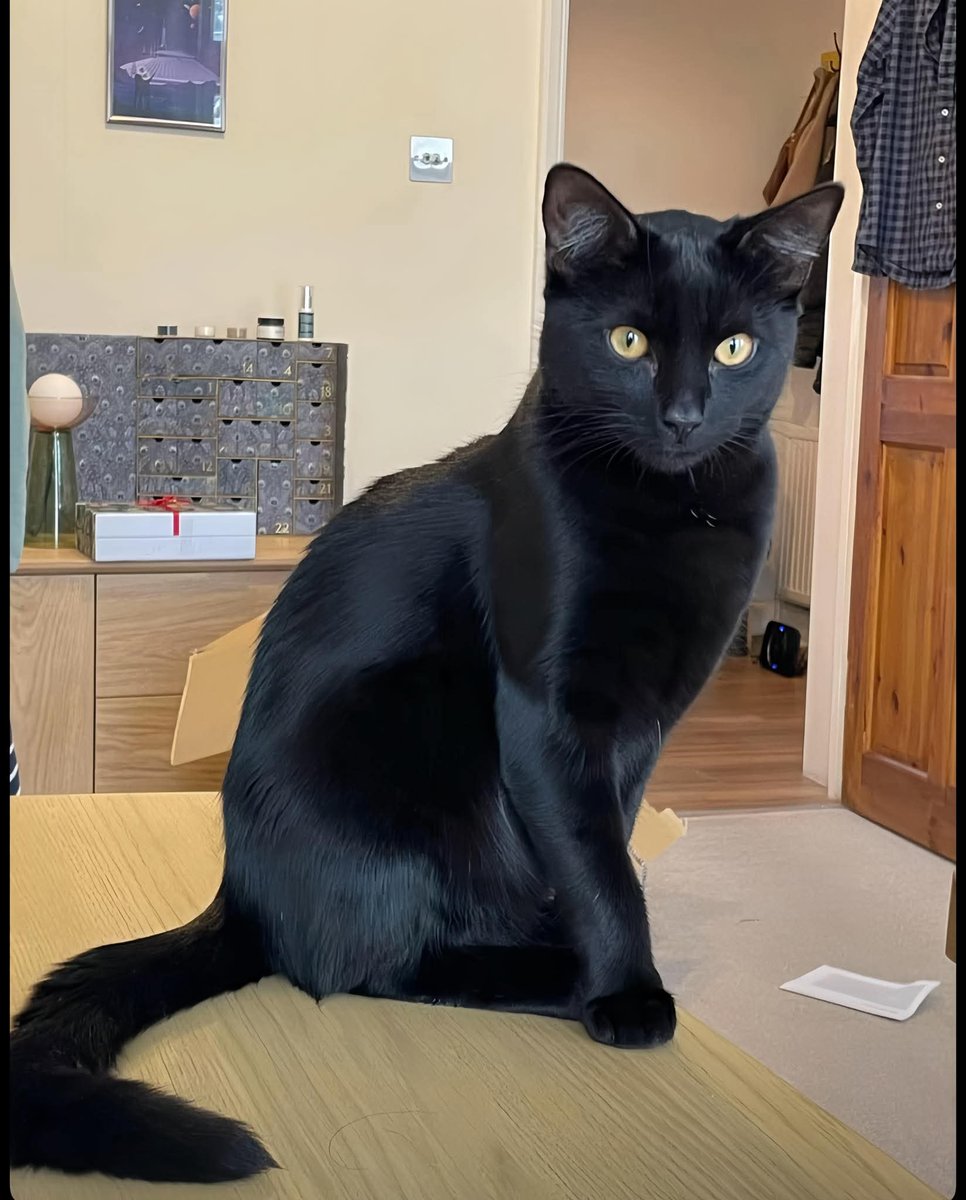 Sofia🇵🇰 tweet media