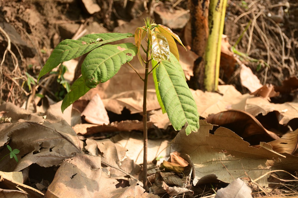 Agency for Accelerated Regional Development-AFARD tweet media