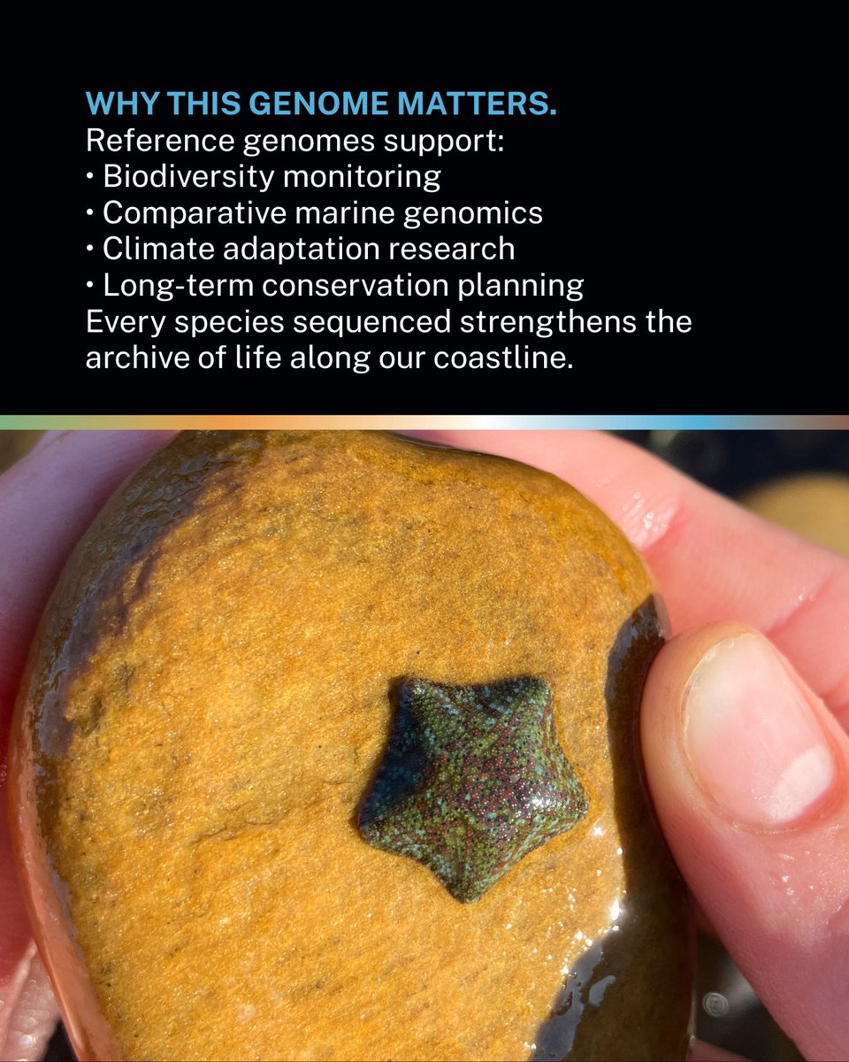 diplomics_sa's tweet photo. This World Wildlife Day, we’re introducing something new.

Each month, we’ll highlight a species sequenced through the 1KSA initiative, marking a genomic milestone in building South Africa’s biodiversity reference library.

We begin with the Dwarf Cushion Star.

At first glance, it looks simple, almost sculptural. But beneath its rounded form lies a complex genome that helps us understand marine adaptation, regeneration, and evolutionary history along our coastline.

By sequencing species like the Dwarf Cushion Starfish, 1KSA strengthens conservation genomics in South Africa. A reference genome becomes more than data. It becomes a tool, supporting biodiversity monitoring, ecosystem research, and long-term conservation planning.

Every genome sequenced is a step forward.

Milestone 01.
The Dwarf Cushion Star.

See more on https://t.co/3SnnTbXP5G

#WorldWildlifeDay #1KSA #ConservationGenomics