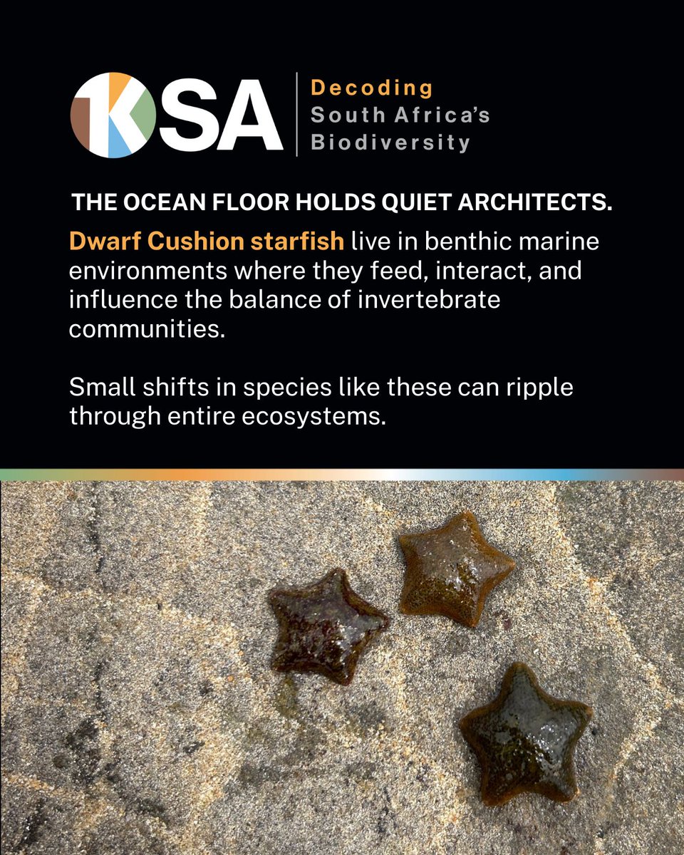 diplomics_sa's tweet photo. This World Wildlife Day, we’re introducing something new.

Each month, we’ll highlight a species sequenced through the 1KSA initiative, marking a genomic milestone in building South Africa’s biodiversity reference library.

We begin with the Dwarf Cushion Star.

At first glance, it looks simple, almost sculptural. But beneath its rounded form lies a complex genome that helps us understand marine adaptation, regeneration, and evolutionary history along our coastline.

By sequencing species like the Dwarf Cushion Starfish, 1KSA strengthens conservation genomics in South Africa. A reference genome becomes more than data. It becomes a tool, supporting biodiversity monitoring, ecosystem research, and long-term conservation planning.

Every genome sequenced is a step forward.

Milestone 01.
The Dwarf Cushion Star.

See more on https://t.co/3SnnTbXP5G

#WorldWildlifeDay #1KSA #ConservationGenomics
