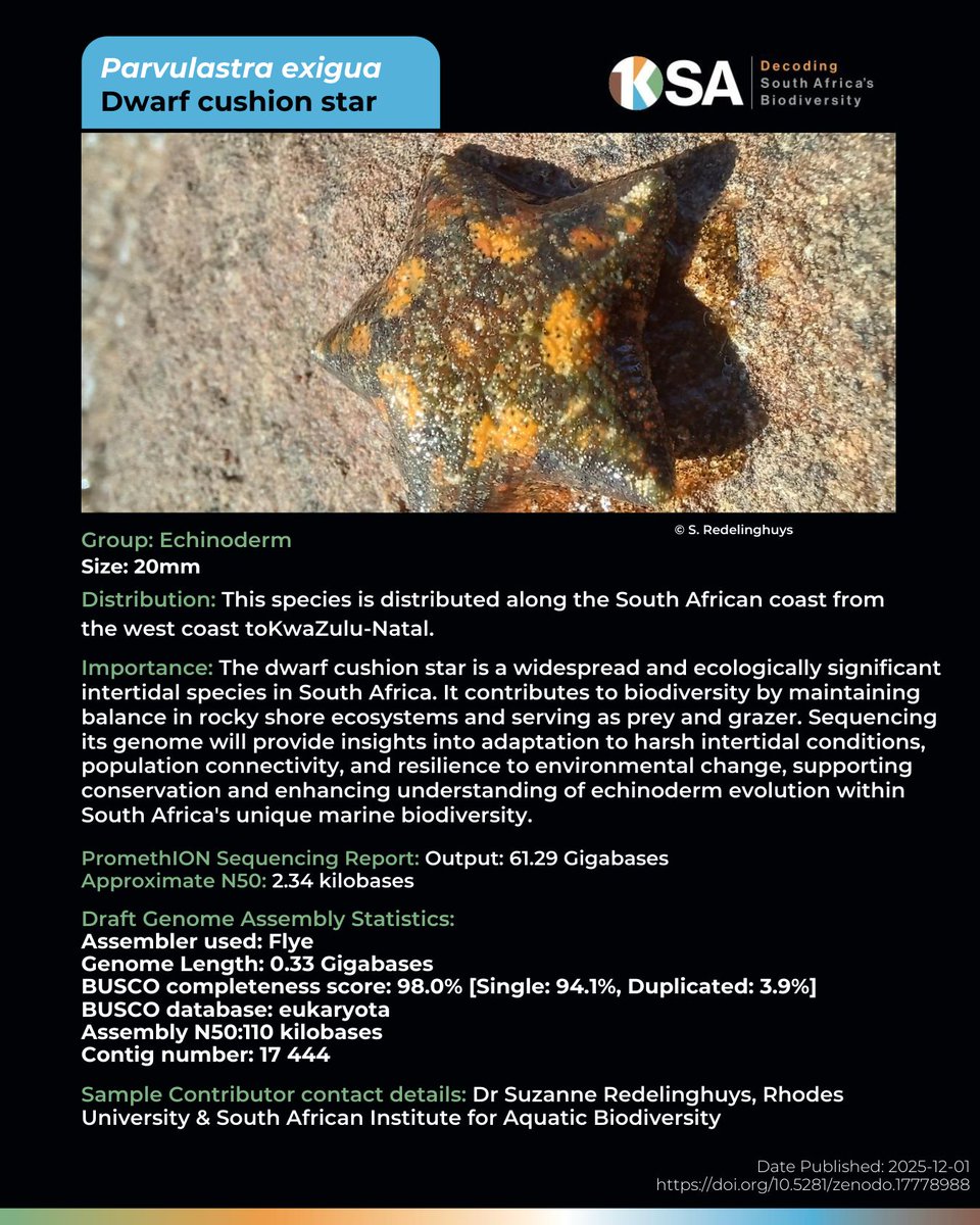 diplomics_sa's tweet photo. This World Wildlife Day, we’re introducing something new.

Each month, we’ll highlight a species sequenced through the 1KSA initiative, marking a genomic milestone in building South Africa’s biodiversity reference library.

We begin with the Dwarf Cushion Star.

At first glance, it looks simple, almost sculptural. But beneath its rounded form lies a complex genome that helps us understand marine adaptation, regeneration, and evolutionary history along our coastline.

By sequencing species like the Dwarf Cushion Starfish, 1KSA strengthens conservation genomics in South Africa. A reference genome becomes more than data. It becomes a tool, supporting biodiversity monitoring, ecosystem research, and long-term conservation planning.

Every genome sequenced is a step forward.

Milestone 01.
The Dwarf Cushion Star.

See more on https://t.co/3SnnTbXP5G

#WorldWildlifeDay #1KSA #ConservationGenomics