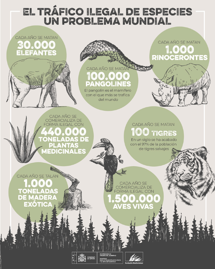 El tráfico ilegal de especies pone en peligro la vida silvestre y acelera la pérdida de biodiversidad 🐘🌿 

Detrás de cada red de comercio ilícito hay ecosistemas dañados y un mayor riesgo de transmisión de enfermedades zoonóticas 🦠

#DíaMundialDeLaVidaSilvestre