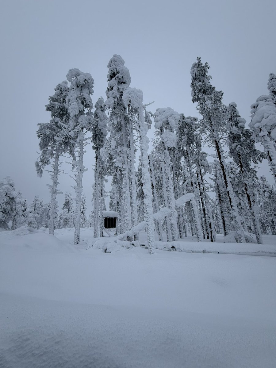 Limfork.eth tweet media