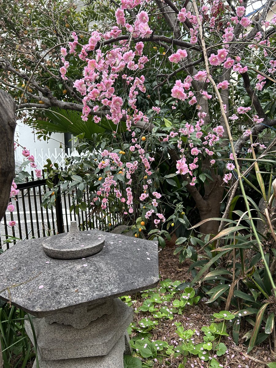 坂元美子 tweet media