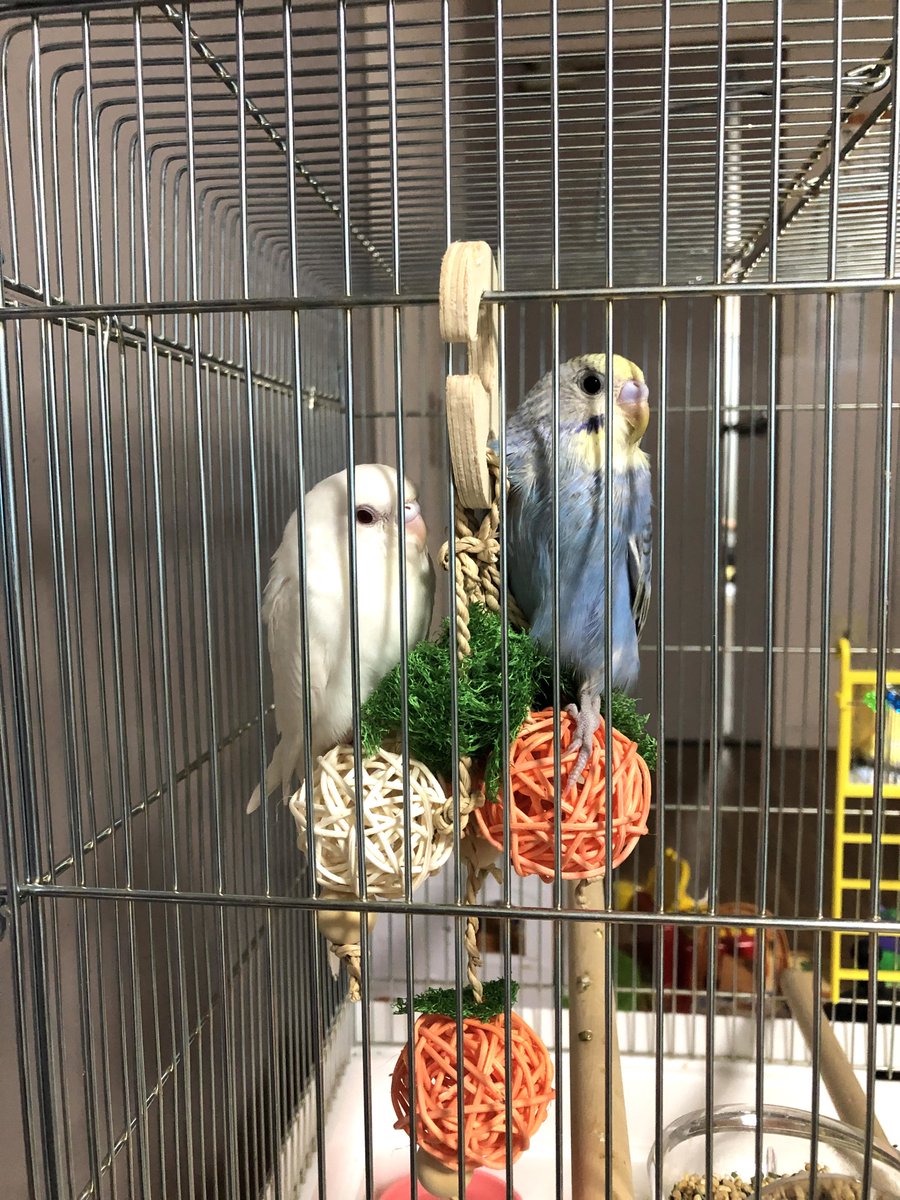 りくくう tweet media