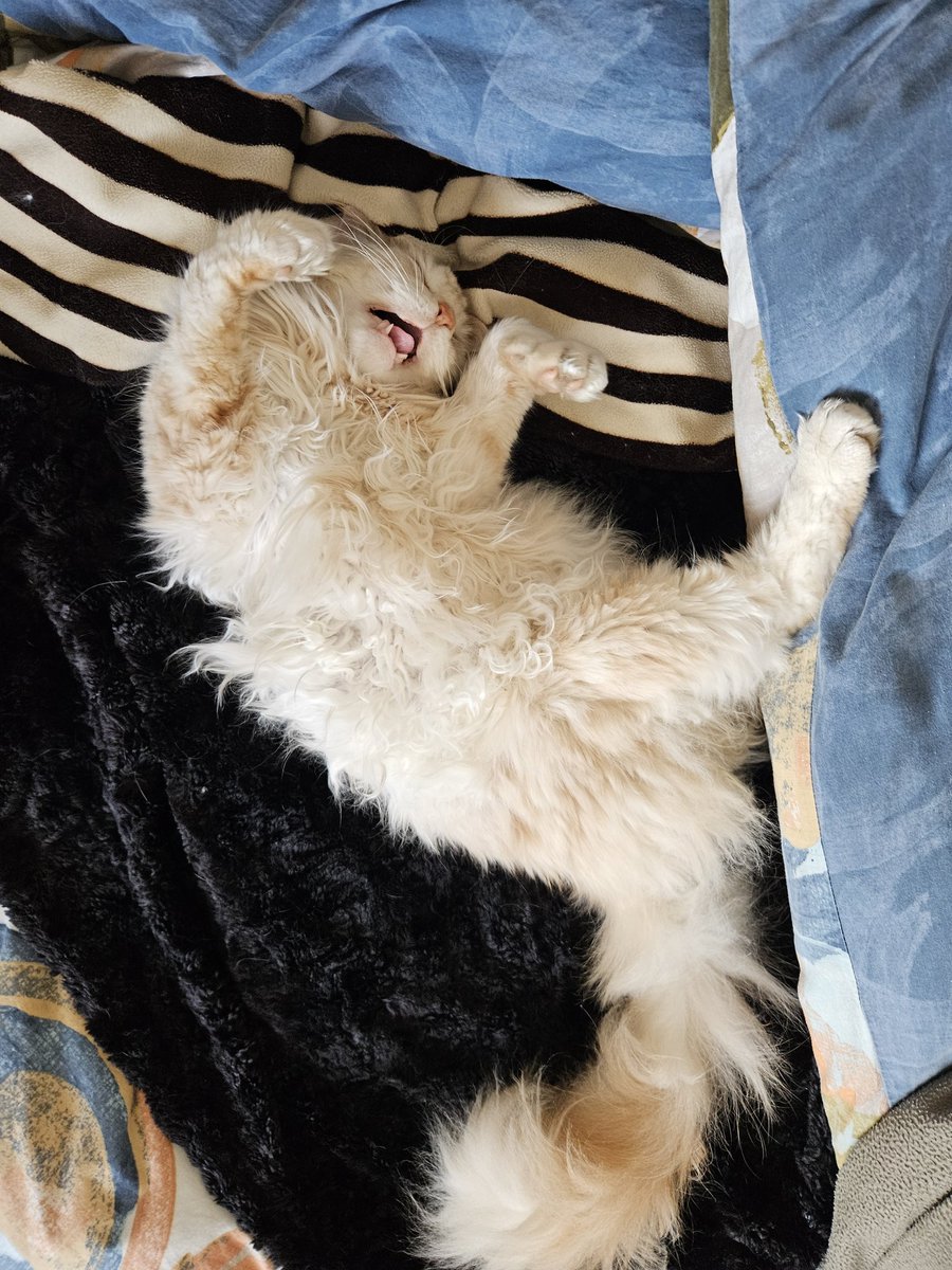 🐈🐈‍⬛ tweet media