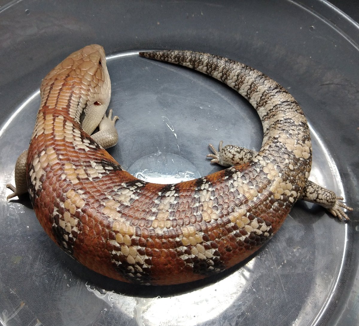 キタアオジタトカゲ入荷しました！！！！