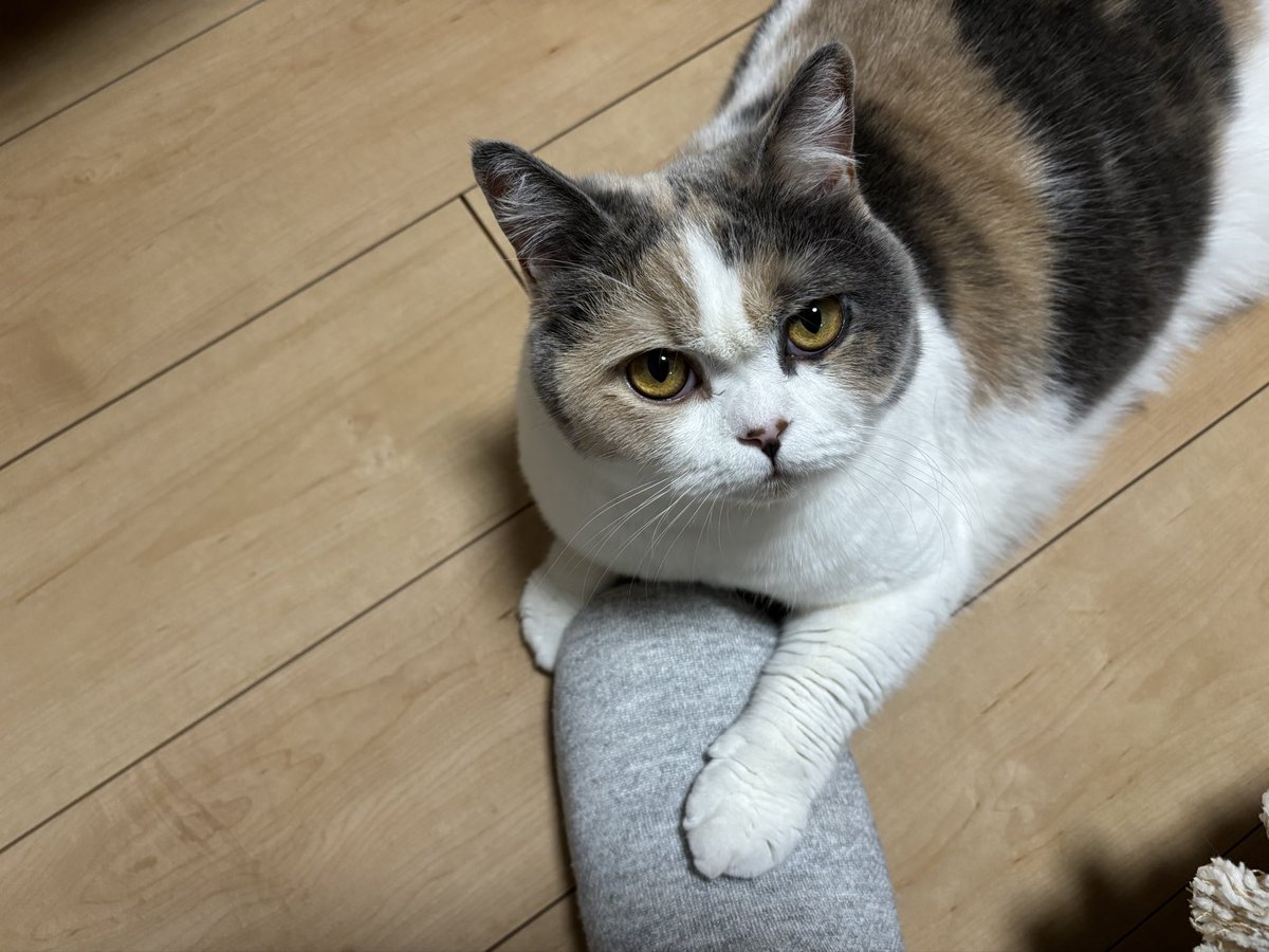 uuu-suke tweet media