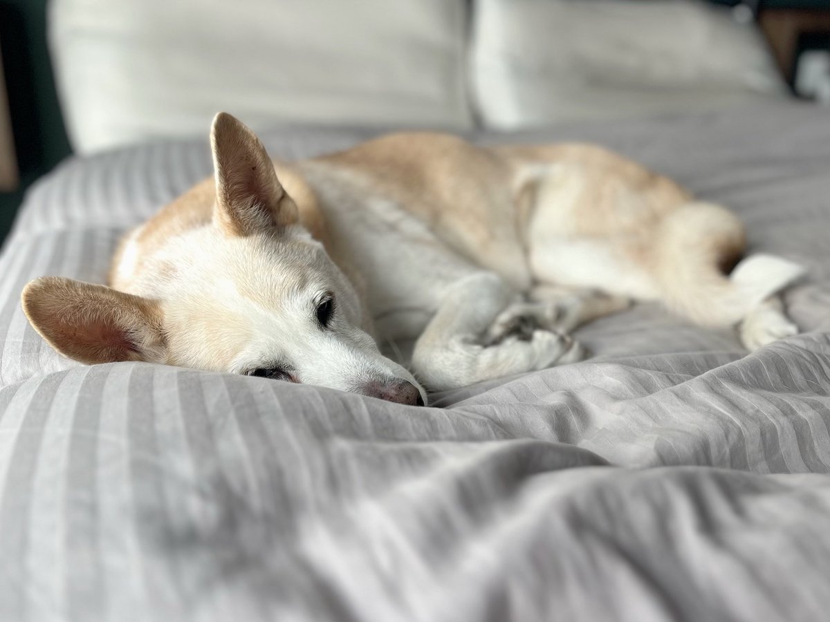 喜国雅彦＆国樹由香 tweet media