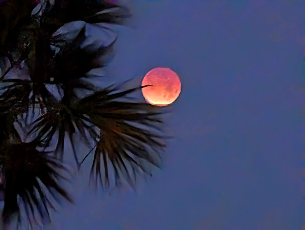 tropicalupdate's tweet image. Blood Moon! Lunar Eclipse this AM from Dunedin Causeway, Florida.