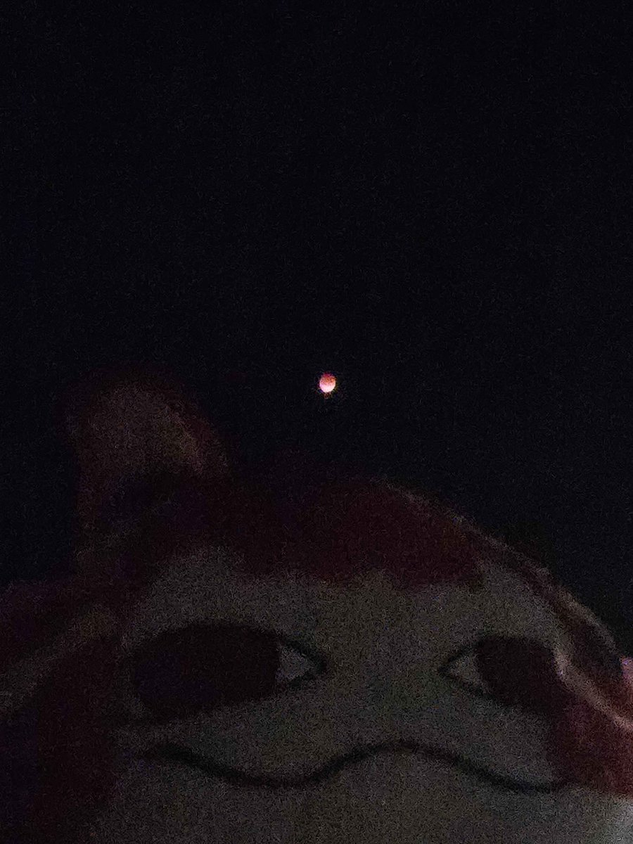 pipkinpippa's tweet photo. ive also been told the moon is bright https://t.co/PrHNWGMwlQ