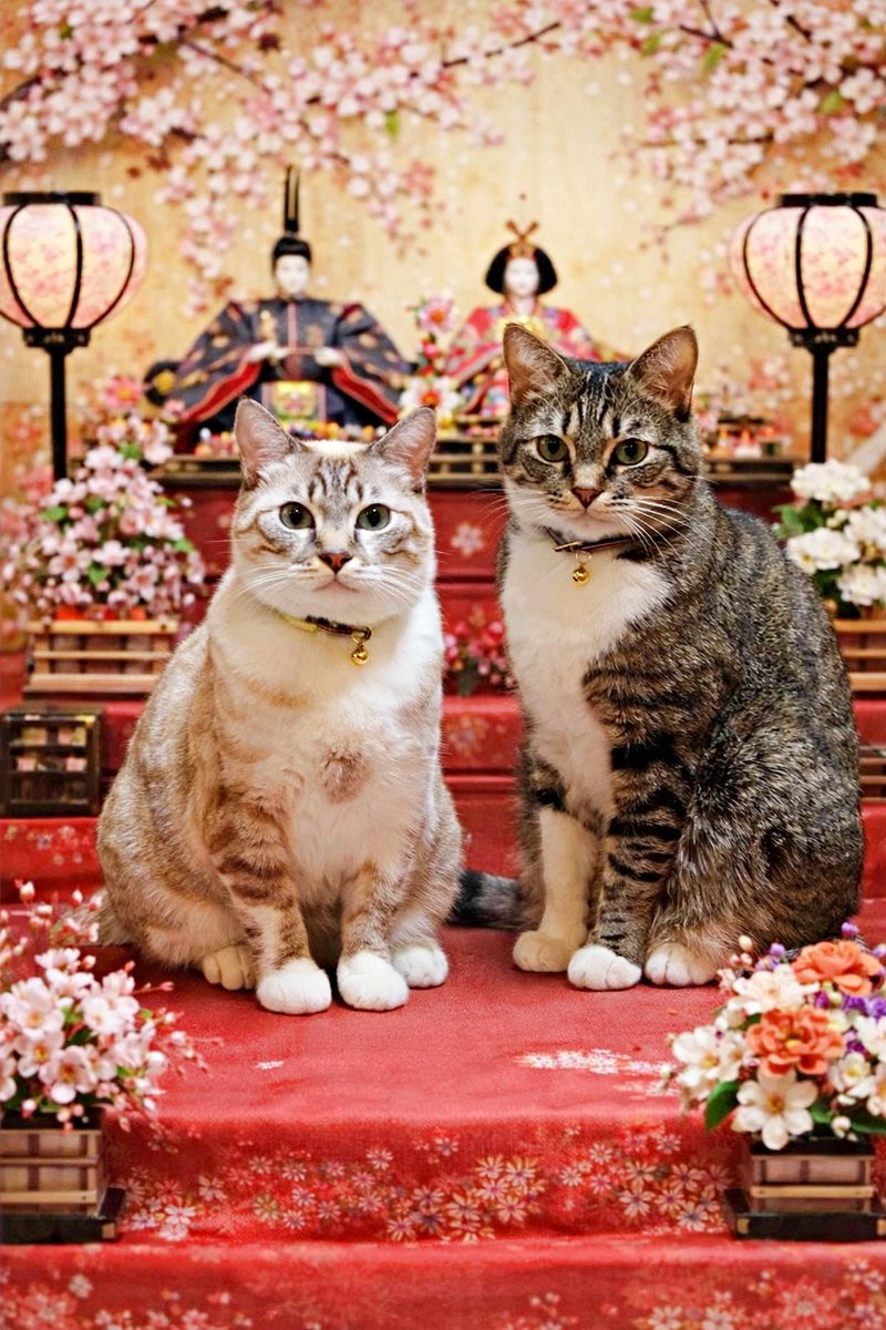KareMomi's tweet photo. うちのお雛さまたち🌸おやつはひなあられ希望🐾
#ひな祭り https://t.co/m9ljhmpCOs