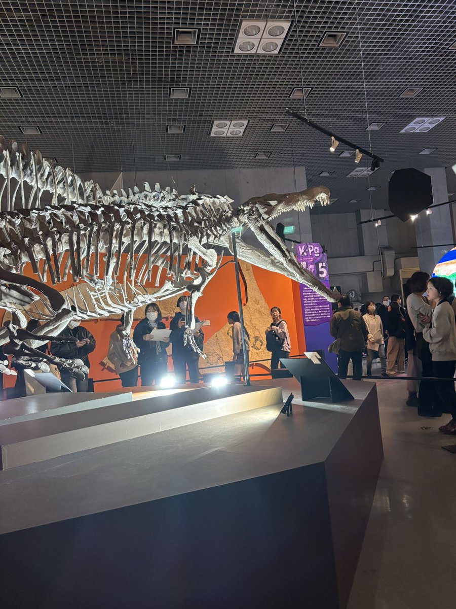 火曜日は化石の日 ＃レドンダサウルス ＃フィトサウルス類 「レドンダ