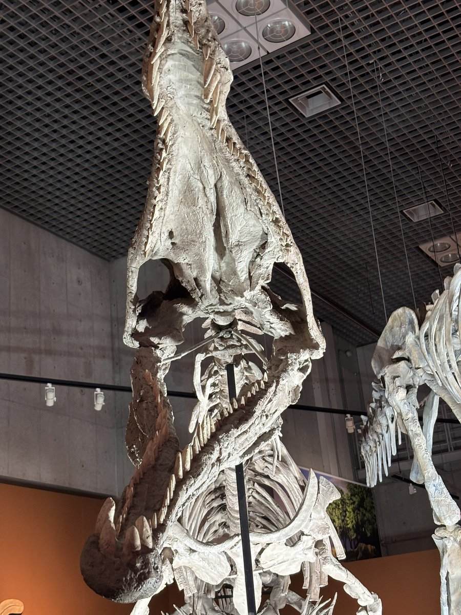 火曜日は化石の日 ＃レドンダサウルス ＃フィトサウルス類 「レドンダ