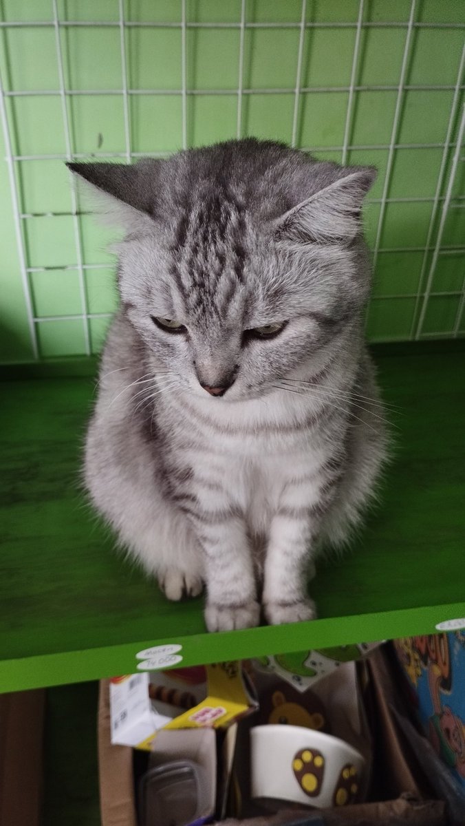 zmsrsa's tweet photo. Kenapa lagi sih, kan nggak puasa. Laper tinggal makan. https://t.co/FRMUz5Rcrk