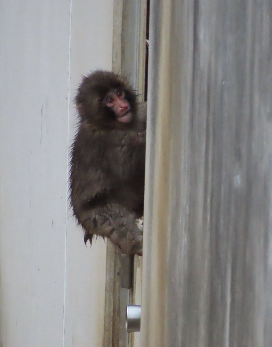 ลูกข้า หน้าแหกหนักมาก ลูกเอ๊ย 😭🐒🐵😭😔🤕❤️‍🩹

น้องคือรีบปีนขอความช่วยเหลือจากพี่เจ้าหน้าที่ดูแลสวนสัตว์ขนาดนี้แล้วนะคะ