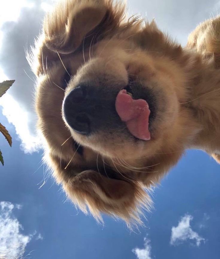 everythingdogss's tweet photo. https://t.co/6YwpotfYTT