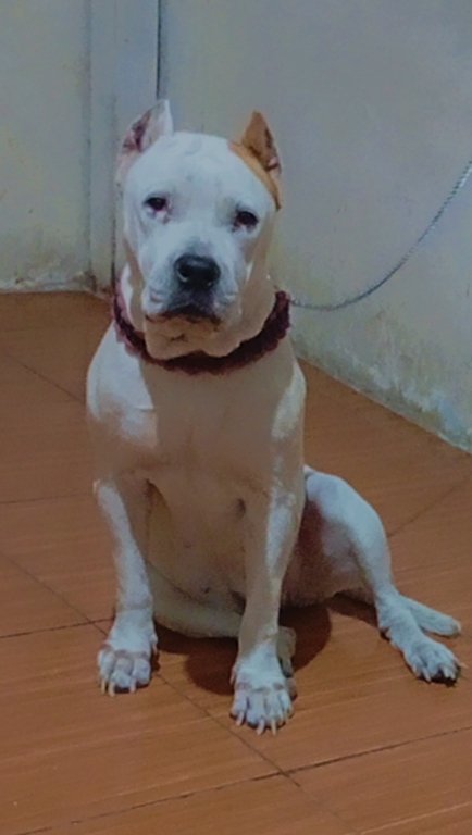 #PERDIDA #GUAYAQUIL
Nombre: #MIKASHA
Fecha: 01/03/26
Sector: Sur, Francisco Segura y la 11ava., puente  de la A
Sexo: Hembra
Raza: Pitbull Stanford
Obsv.: Blanca oreja izquierda café, orejas cortadas, esterilizada
Contacto: 0980031813
¡Ayúdala a volver!
#AlertaMePerdí