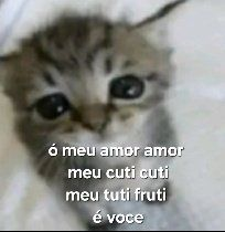 perfil dedicado a gatinhos e peitos tweet media