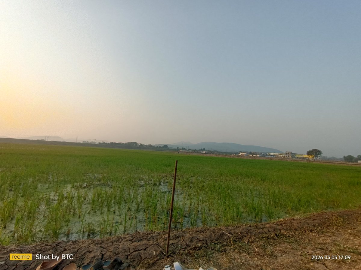 Prasad0x's tweet photo. “Where the earth breathes, and a farmer’s hard work turns simple soil into life.” 🌾

“The hands that feed the nation deserve the deepest respect, for a farmer’s hard work turns every grain into life and hope.” 🌾 https://t.co/AZBKLtmYqp