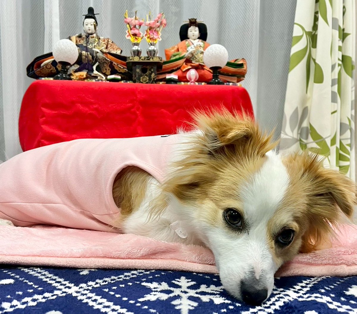 田中尚輝 tweet media