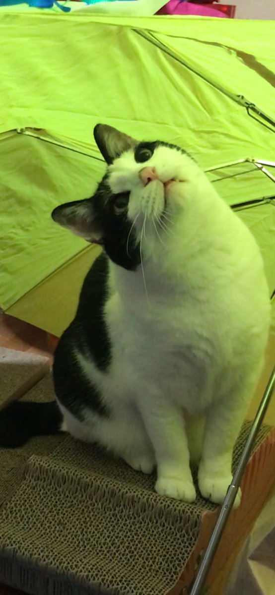 動画観ながら「あんちゃんに会いたいなぁ」って言ったら、小2ボーイが